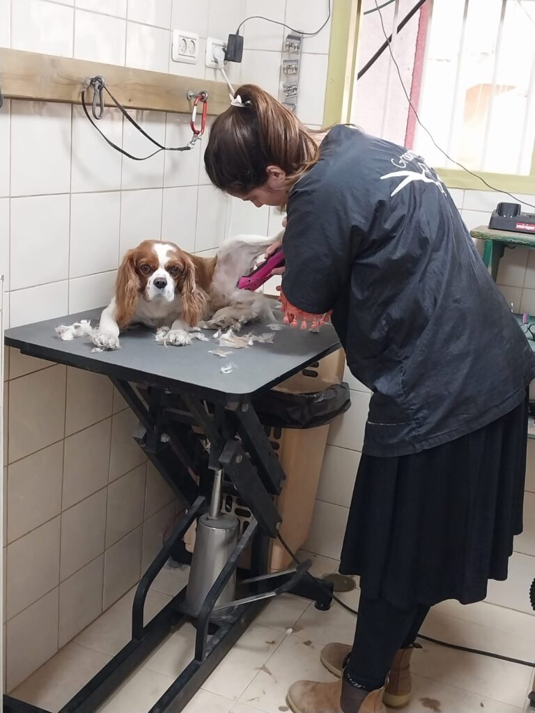 צמד חמד | קורס ספר כלבים עם התמחות מעשית בעבודה עם לקוחות צמד חמד | קורס ספר כלבים עם התמחות מעשית בעבודה עם לקוחות